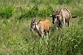 Eland.20240414-_DSC3170 kopier