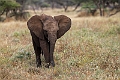 Elefant.20240329-_DSC0713