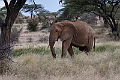 Elefant.20240329-_DSC0730