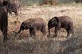 Elefant.20240329-_DSC0734