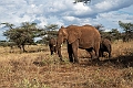 Elefant.20240329-_DSC2954