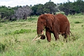 Elefant.20240405-_DSC1927