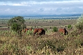 Elefant.20240406-_DSC3064