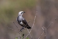 Fisher's Starling.20240329-_DSC0651