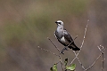 Fisher's Starling.20240329-_DSC0659