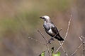 Fisher's Starling.20240329-_DSC0662