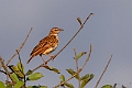 Foxy Lark.20240406-_DSC2086