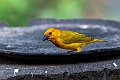 Golden Palm Weaver.20240409-_DSC2308