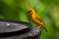 Golden Palm Weaver.20240409-_DSC2472