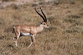 Grant's Gazelle.20240329-_DSC0758