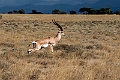 Grant's Gazelle.20240329-_DSC2957