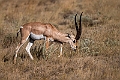 Grant's Gazelle20240329-_DSC0753