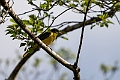 Green-headed oriole.20240406-_DSC2156