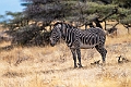 Grevys Zebra.20240331-_DSC0844