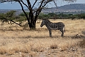 Grevys Zebra.20240331-_DSC2977