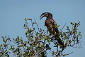 Grey Hornbill.20240412-_DSC2690