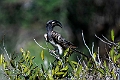 Grey Hornbill.20240412-_DSC2697