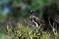 Grey Hornbill.20240412-_DSC2714