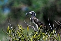 Grey Hornbill.20240412-_DSC2721