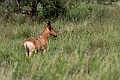 Hartebeest.20240406-_DSC2121