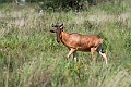 Hartebeest.20240406-_DSC2125