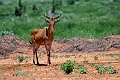 Hartebeest.20240412-_DSC2790