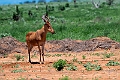 Hartebeest.20240412-_DSC2796