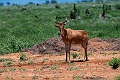 Hartebeest.20240412-_DSC2801