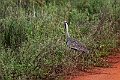 Hartkaub's Bustard.20240405-_DSC1941