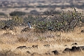 Heuglin´s Bustard