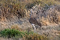 Heuglins Bustard.20240327-_DSC0585