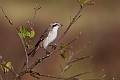 Isabelline Shrike.20240331-_DSC0794