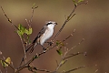 Isabelline Shrike.20240331-_DSC0796