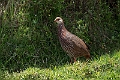 Jackson's Spurfowl.20240326-_DSC0417