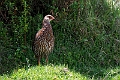 Jackson's Spurfowl.20240326-_DSC0426