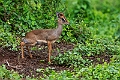 Kirk's DikDik.20240403-_DSC1555