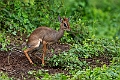 Kirks Dikdik.20240403-_DSC1568