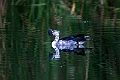 Knob-billed Goose.20240402-_DSC1011