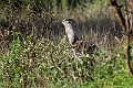 Kori Bustard.20240404-_DSC1694