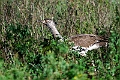 Kori Bustard.20240404-_DSC1695