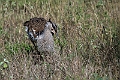 Kori Bustard.20240404-_DSC1701