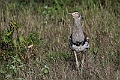 Kori Bustard.20240404-_DSC1710