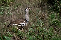 Kori Bustard.20240404-_DSC1754