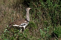 Kori Bustard.20240404-_DSC1764