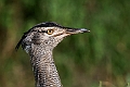 Kori Bustard.20240404-_DSC1768