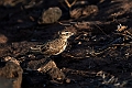 Lark.20240327-_DSC0453