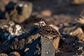 Lark.20240327-_DSC0475