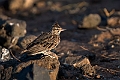 Lark.20240327-_DSC0497