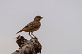 Lark.20240331-_DSC0852