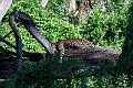 Leopard.20240325-_DSC0142